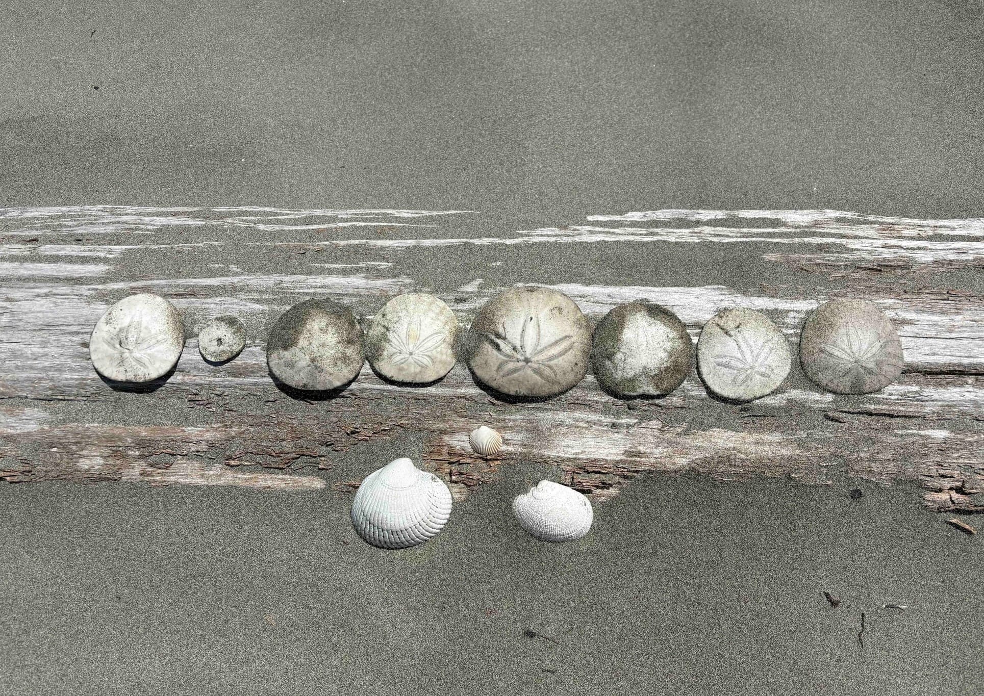 Photo of 8 Sand dollars and 3 shells on a sandy long on the beach.