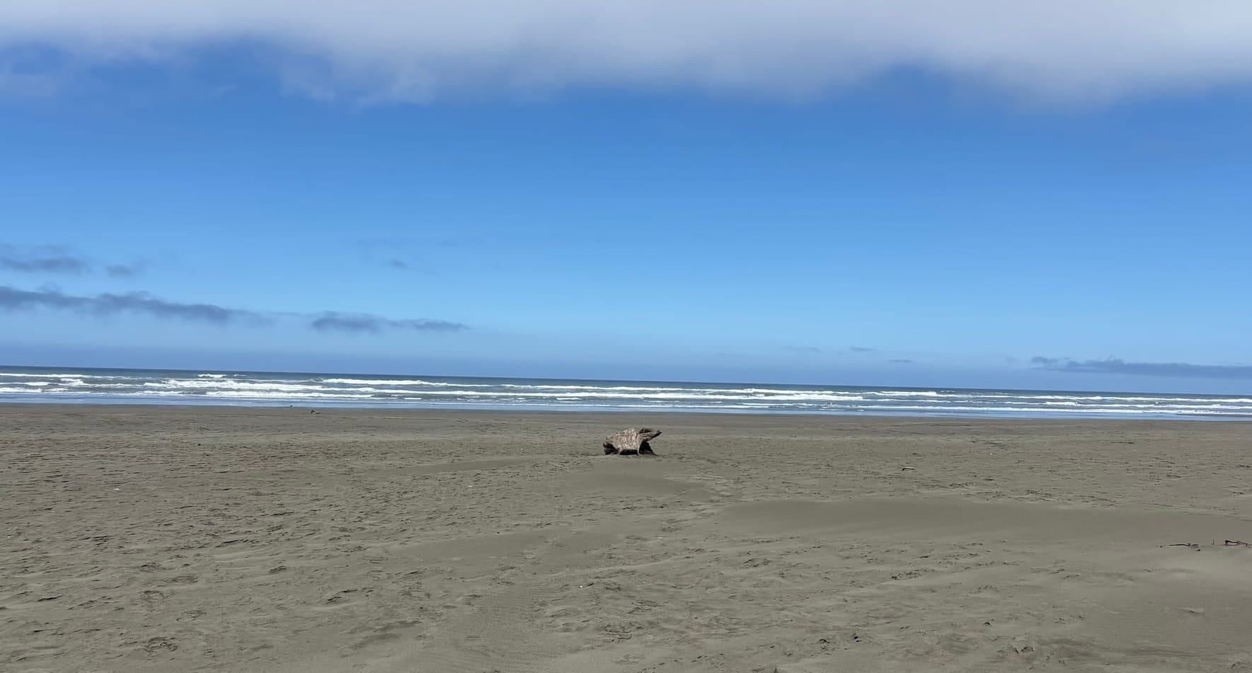 Photo of a piece of driftwood that looks like a large frog on the beach with ocean behind.