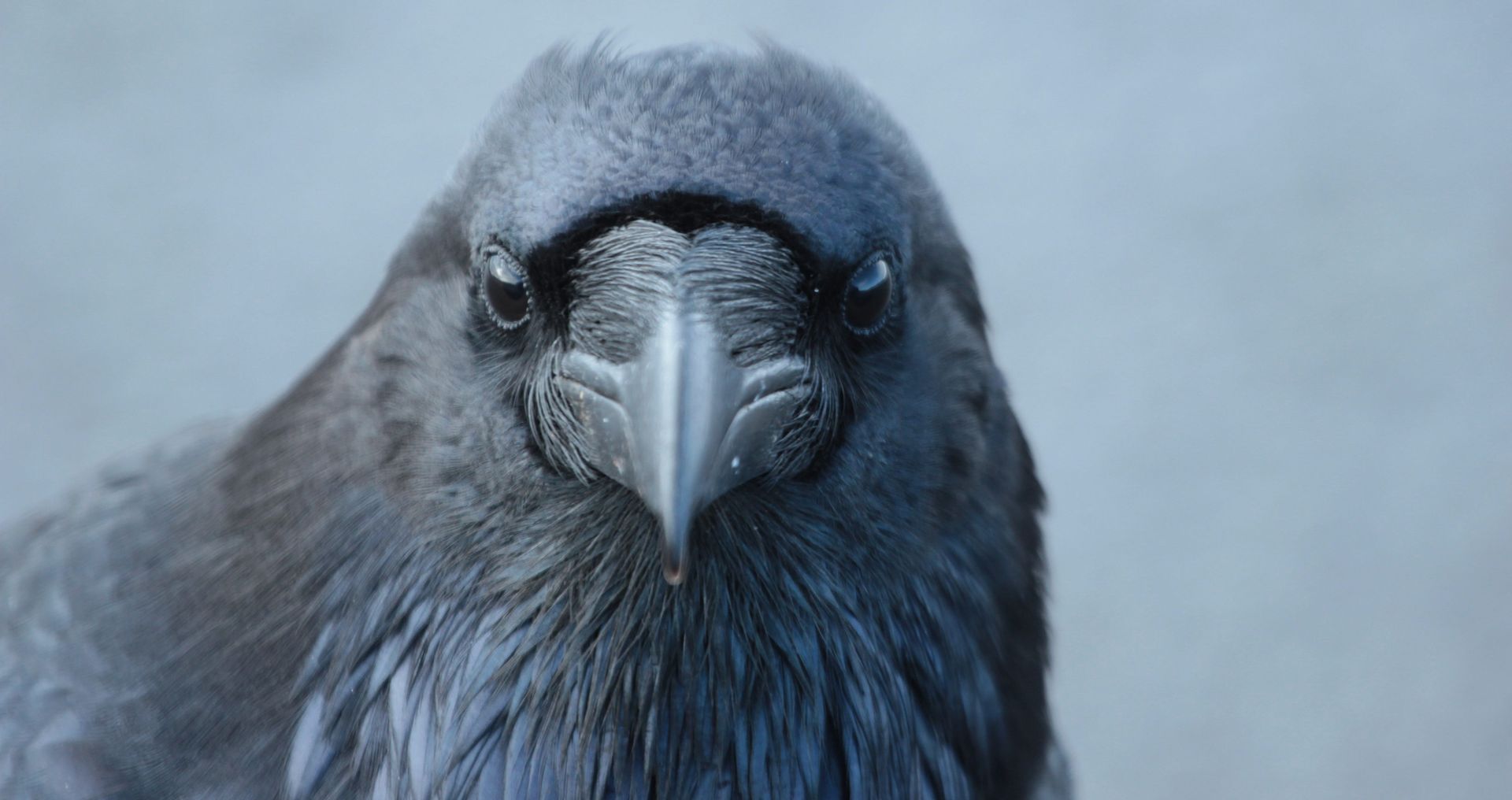 The sweet breathing of you, me, a raven in a tree