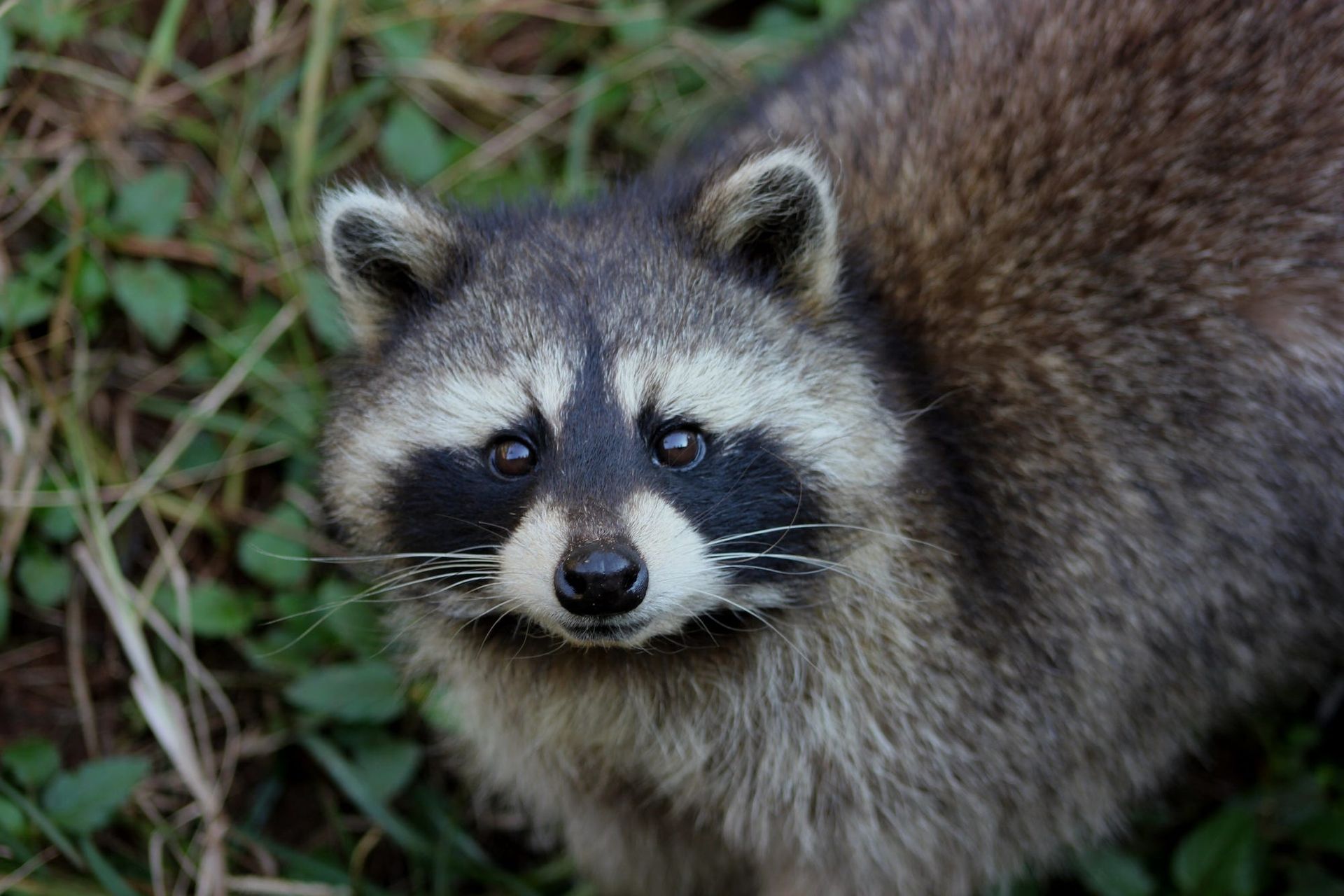 When was the last time you danced with a raccoon?