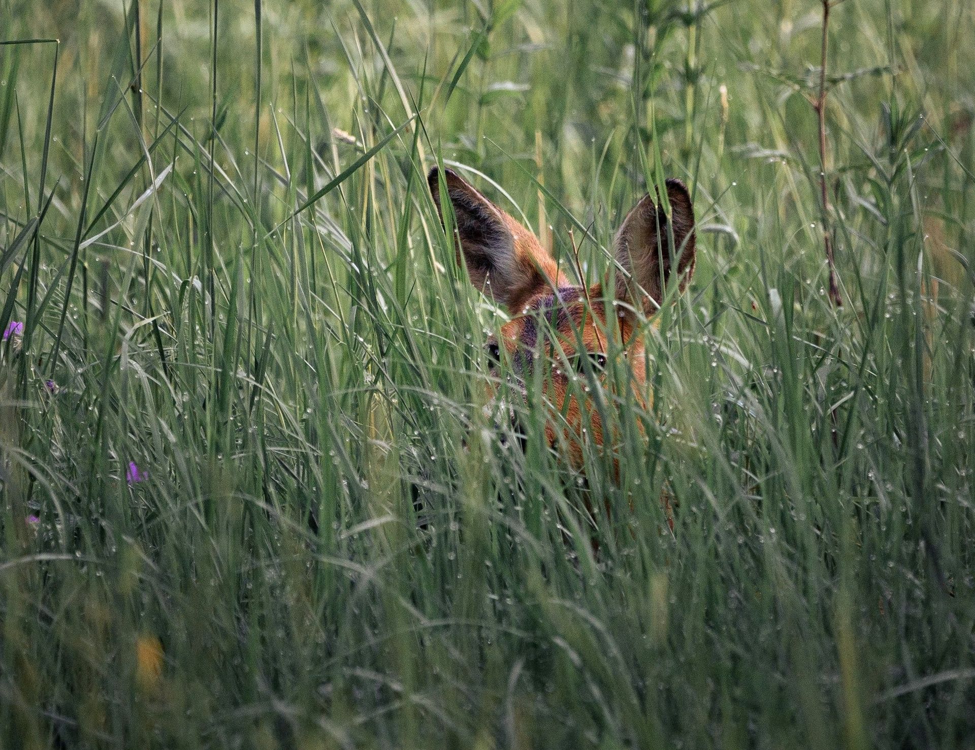 Privacy Policy, Disclaimer & Terms of Use