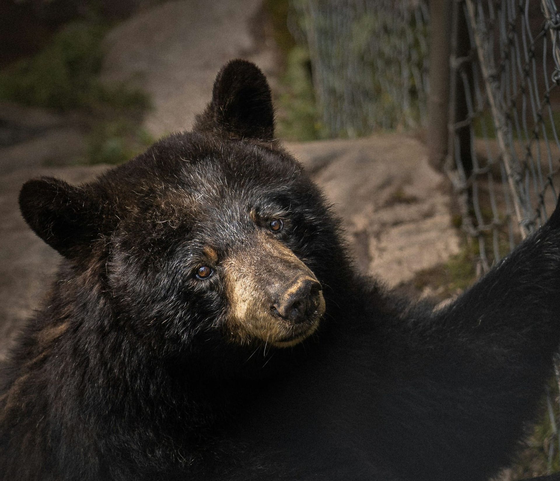 All the bears