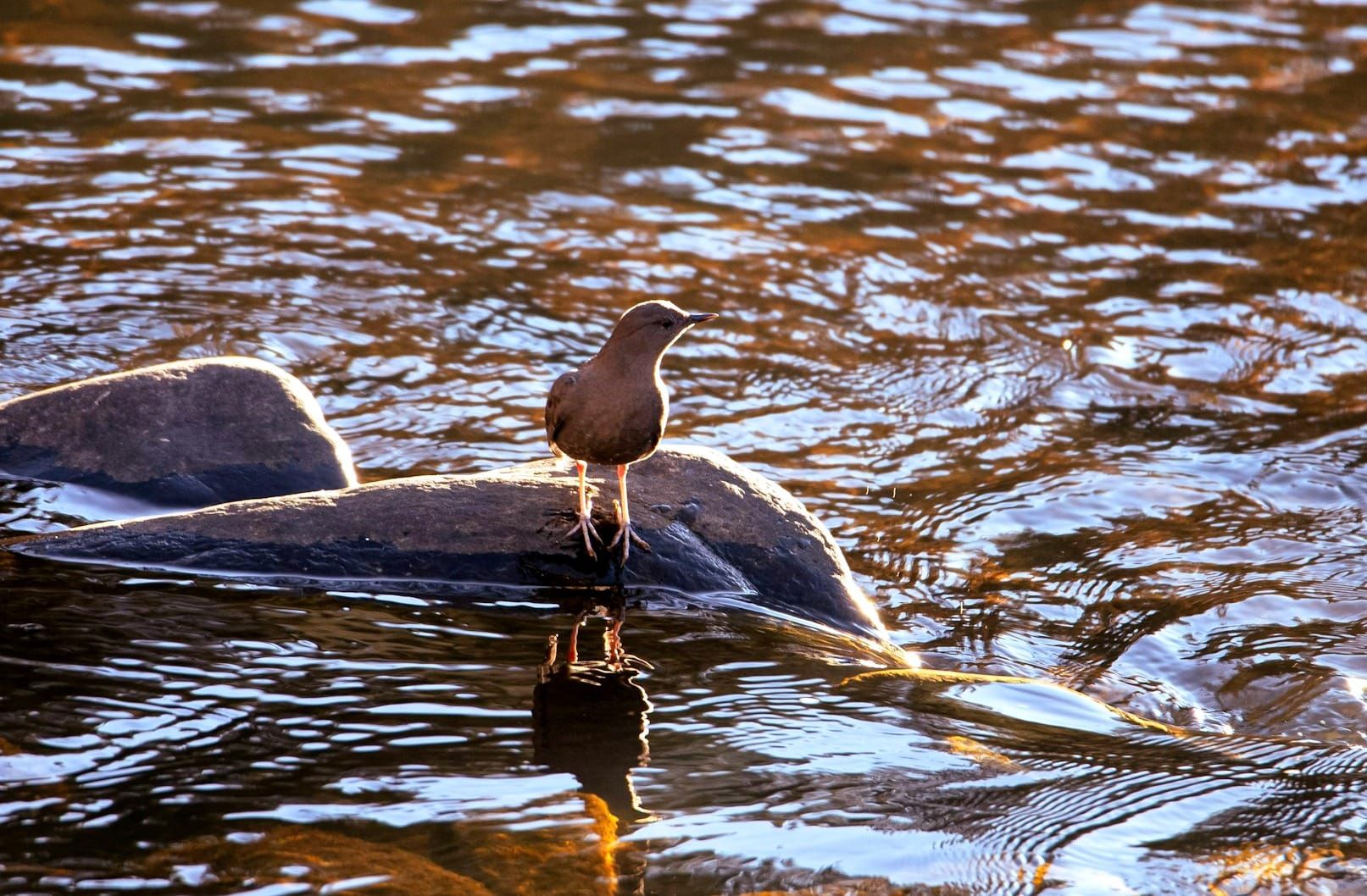 Photo of Water ouzel aka American Dipper on rock in stream