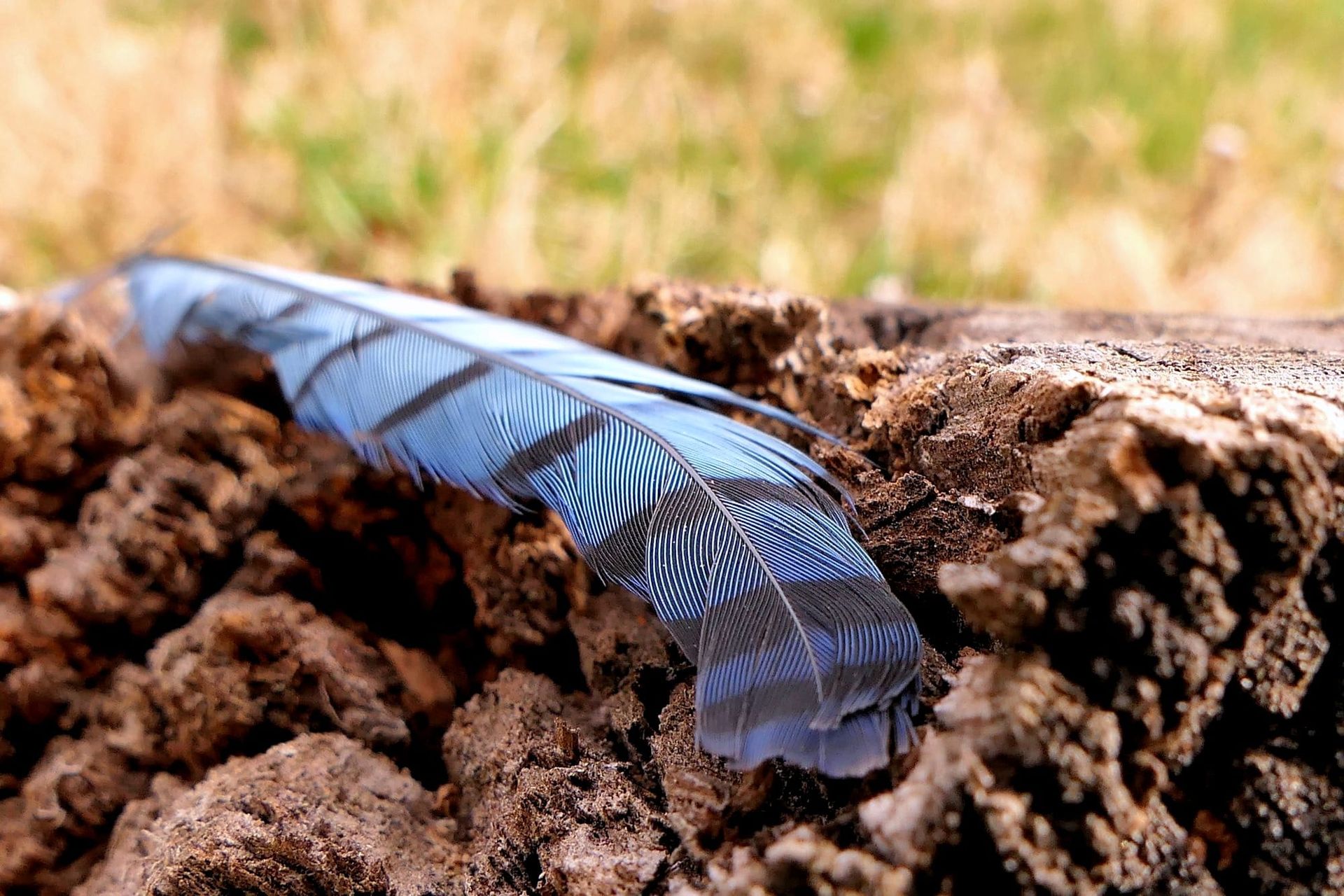 photo of Steller's jay feather on wood stump