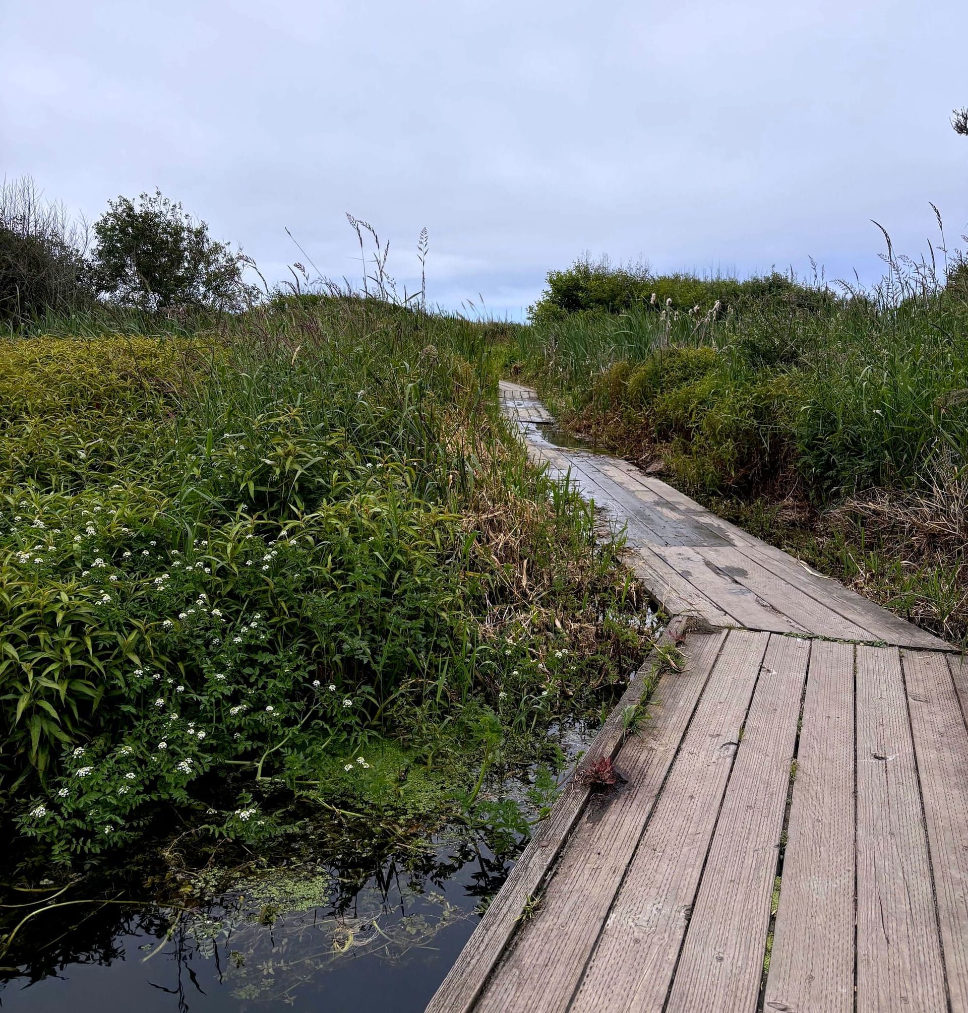 Photo of planks through beaver pond to beach and ocean.