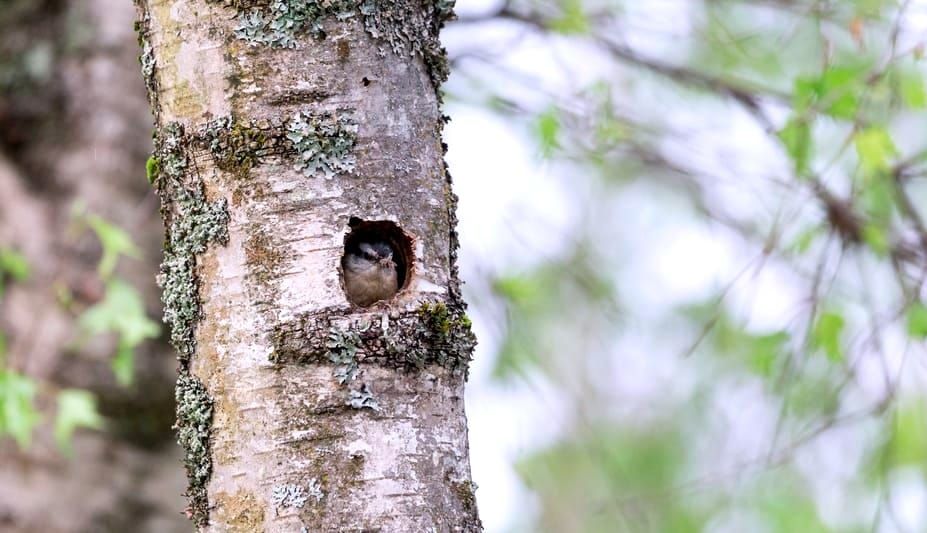 Photo of red-breasted nuthatch looking out of a hole in a tree.