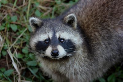 When was the last time you danced with a raccoon?