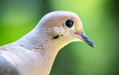 Three doves, a sleepy bee, and one ambitious spider