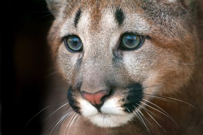 image of puma face