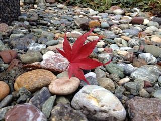 Photo of bright, red Japanese maple leaf on colorful stones.