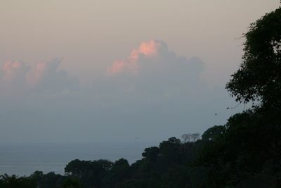 Photo of Costa Rican rainforest at the edge of the Pacific (Osa Peninsula, CR).