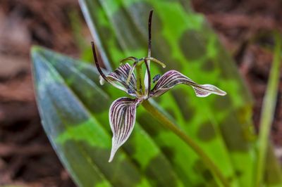 Up close photo of a Fetid adder's tongue blossom