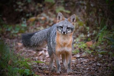 photo of grey fox on a wooded trail at dawn