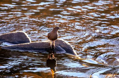 Photo of Water ouzel aka American Dipper on rock in stream
