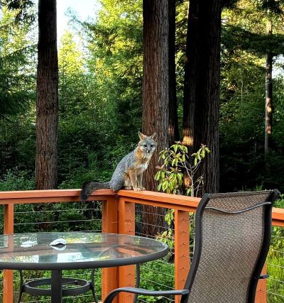 Photo of Grey fox sitting on a deck railing in the redwoods.