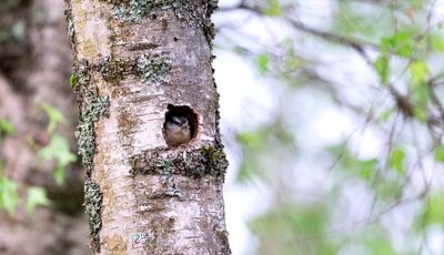 Photo of red-breasted nuthatch looking out of a hole in a tree.