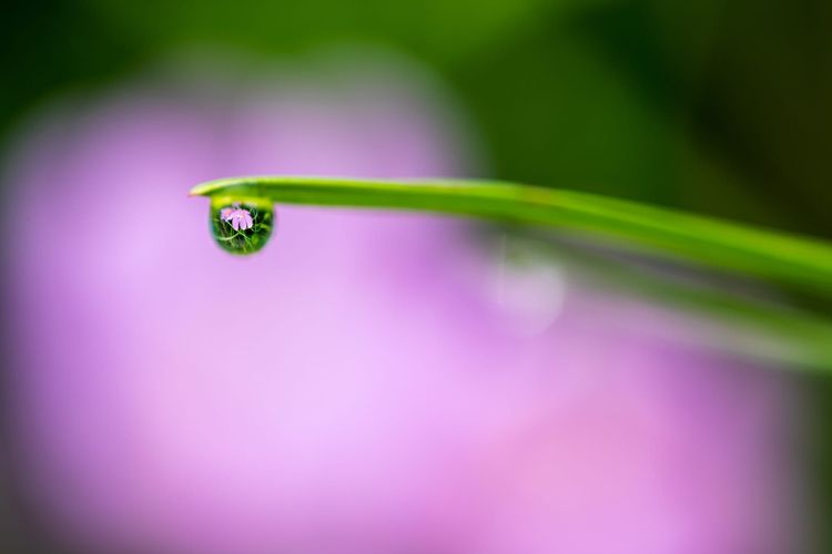 Leaf with droplet reflecting a flower