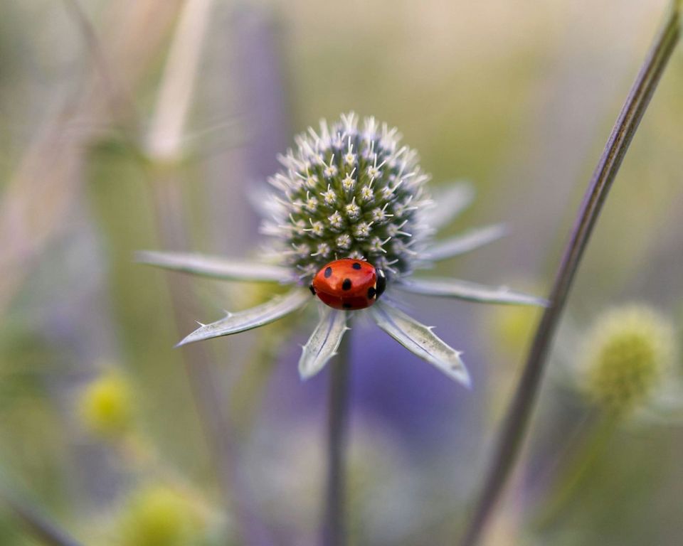 Session II: Taking a Break From Grief With a Tiny Sensory Ritual