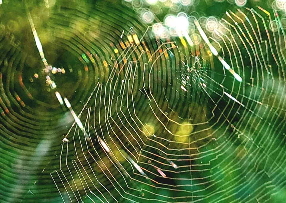 Orb weavers