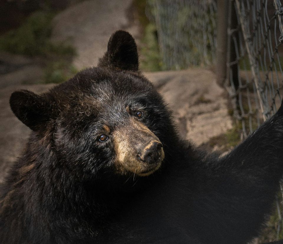 All the bears