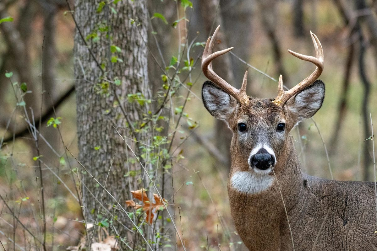 An Oklahoma Bill That Died in Committee That Would Make Wildlife Shift from a Public Trust to Private Profit