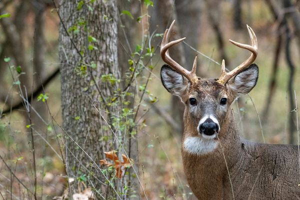 An Oklahoma Bill That Died in Committee That Would Make Wildlife Shift from a Public Trust to Private Profit
