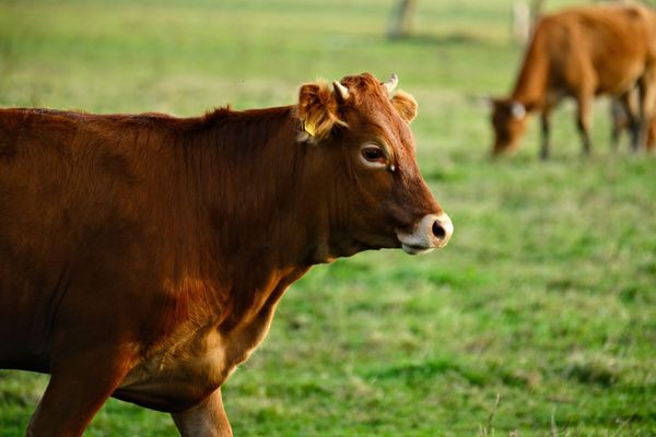 Oklahoma Securities Regulators Have Questions About Your Cow