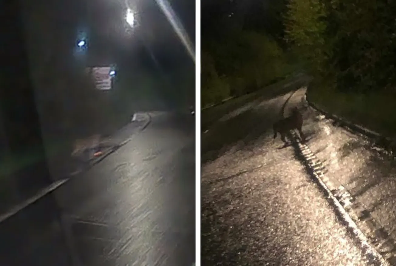 Plymouth’s only exotic serval cat escapes after alleged "break-in"