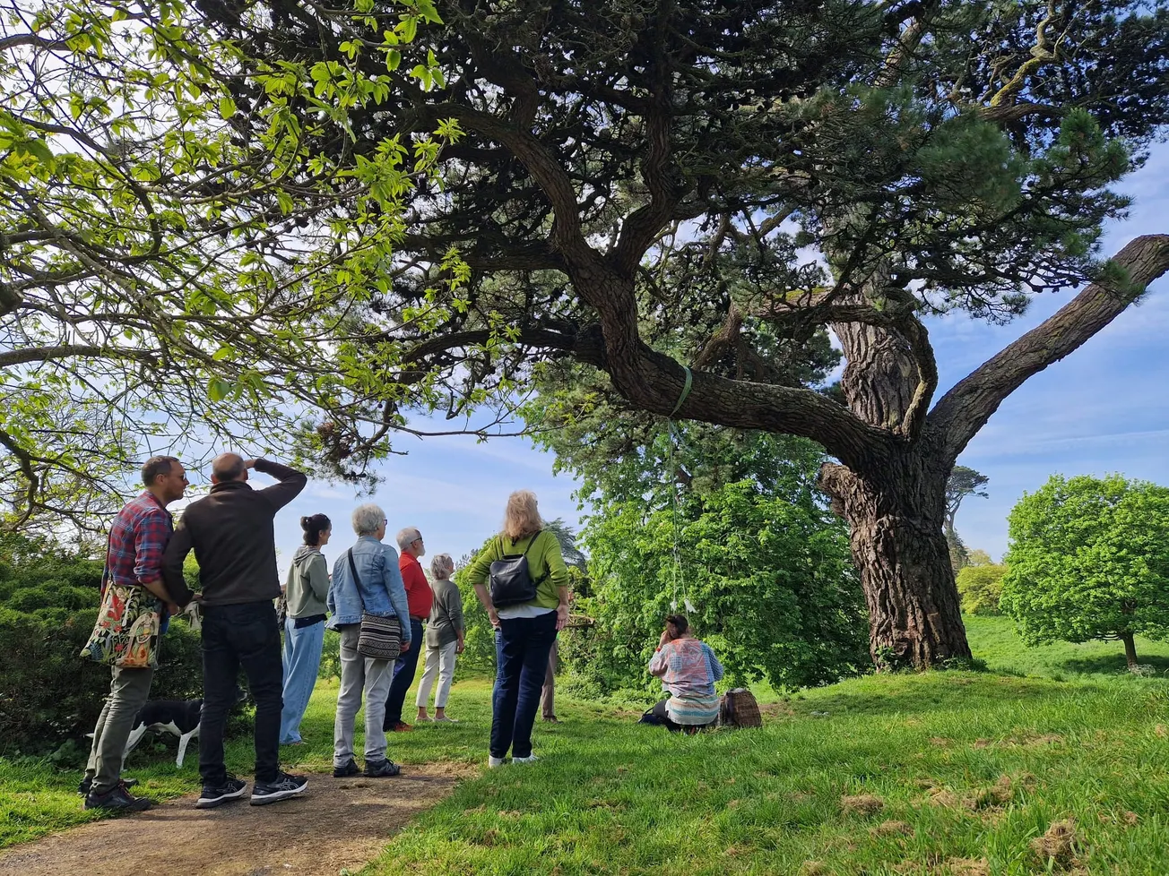 Plymouth Urban Tree Festival returns with over 40 tree-mendous events