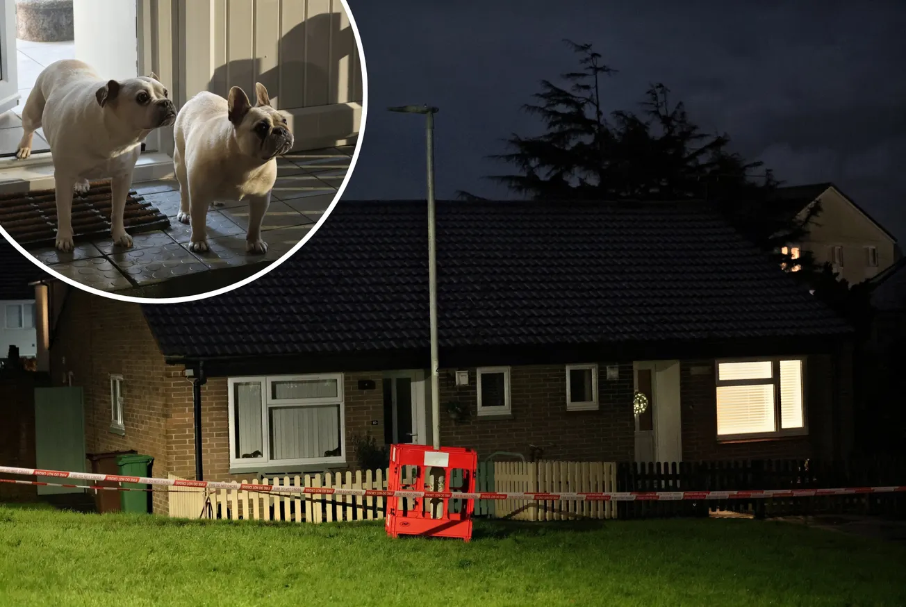 Two dogs electrocuted by lamppost in Plymouth