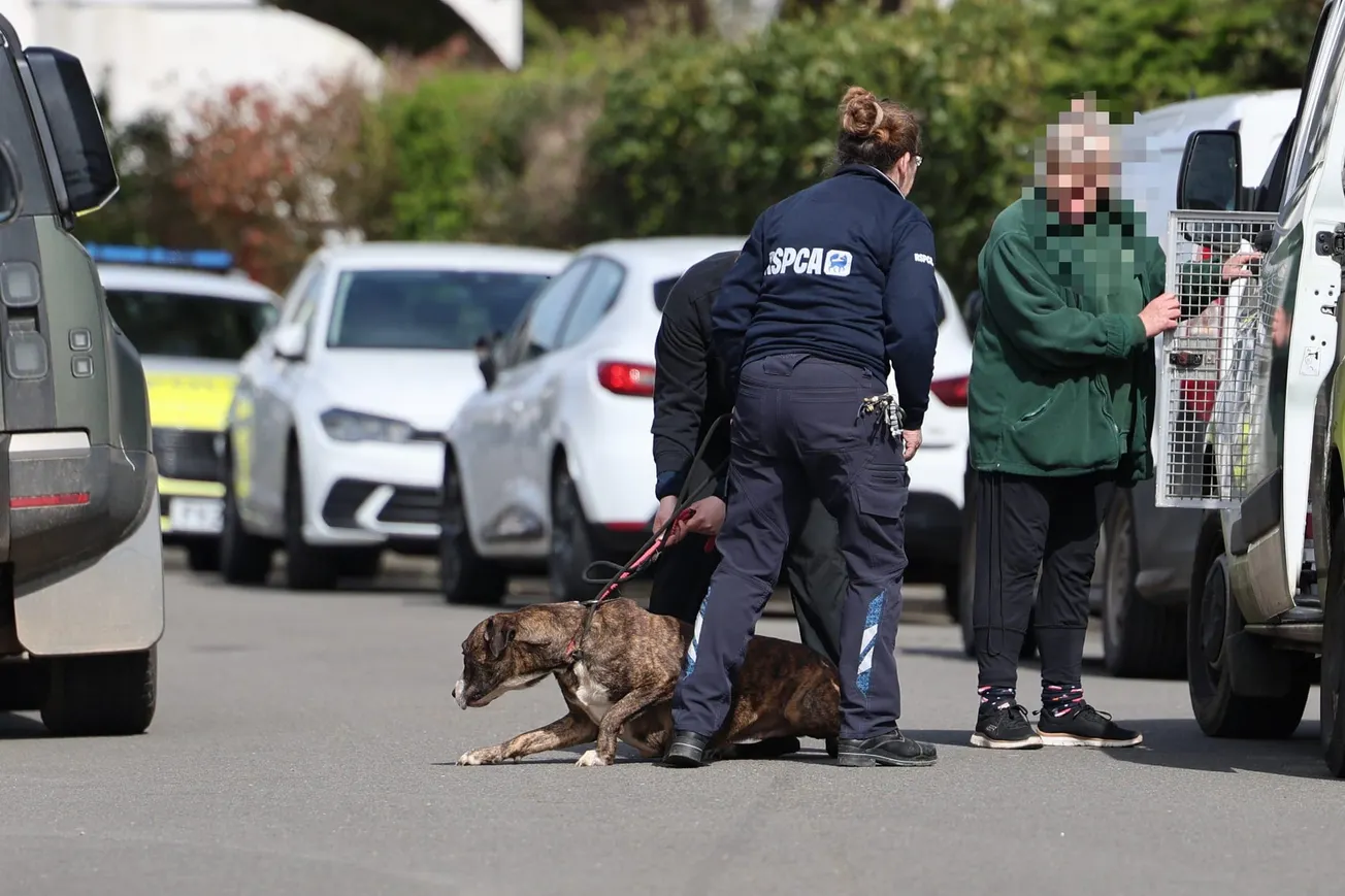 More than 20 dogs seized from property in Plymouth