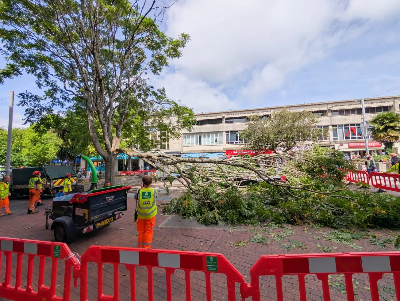 Tree of Heaven comes crashing down on top of Plymouth shoppers