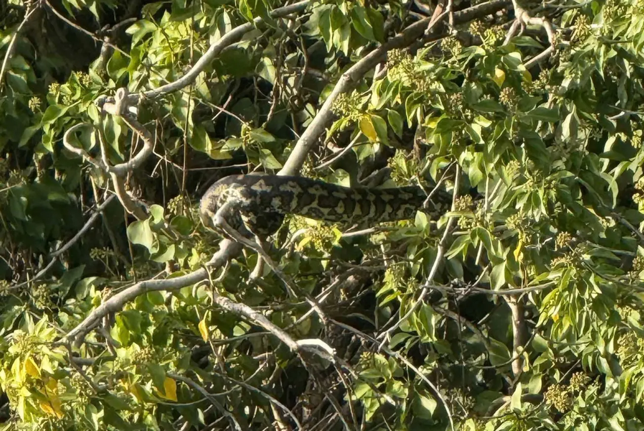 'Python' on the loose sparks Plymouth Hoe emergency response