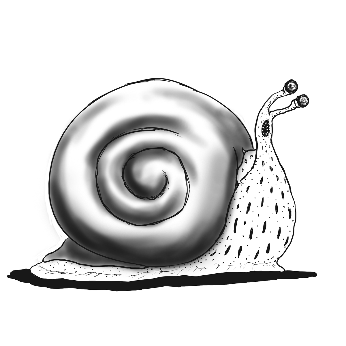 Snail / Snails (Giant)