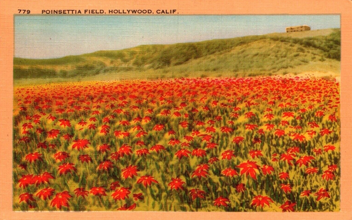 Poinsettias were TV stars