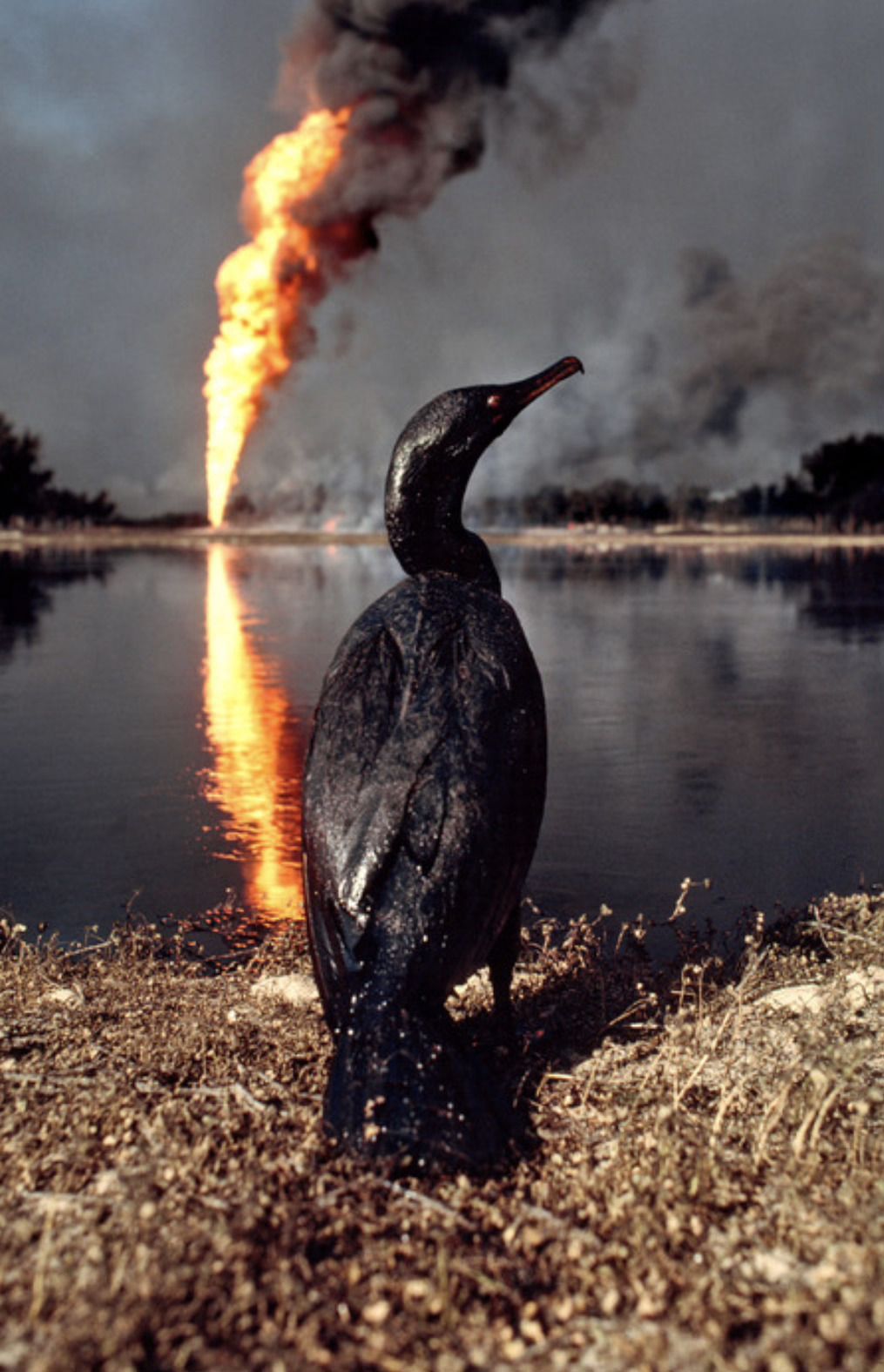 Ecological Disaster