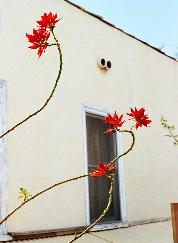 Eggleston Always