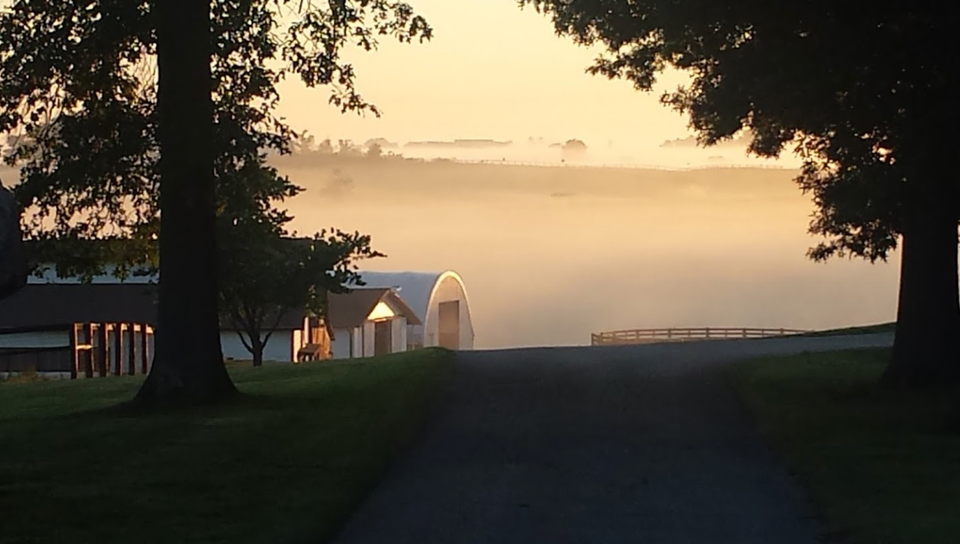 mark cuban called up mavs fans