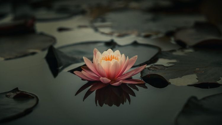 The lotus in Bengal