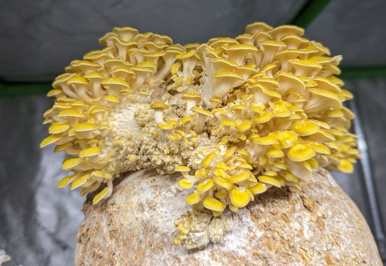 Direct Sales, Market Season