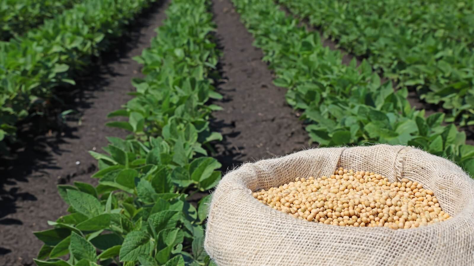 Soybean field: agribusiness ETF breaks out