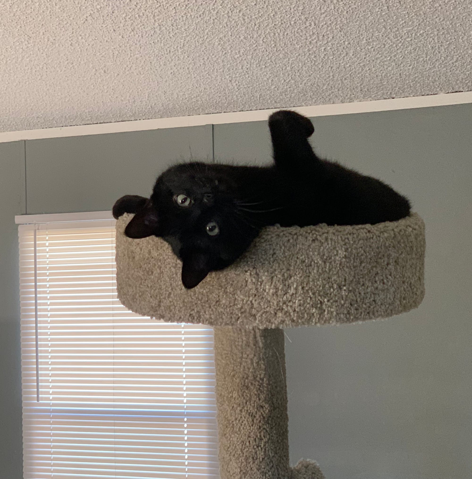 Black cat looking upside-down at the camera while lying in the top platform of a carpeted cat tree.