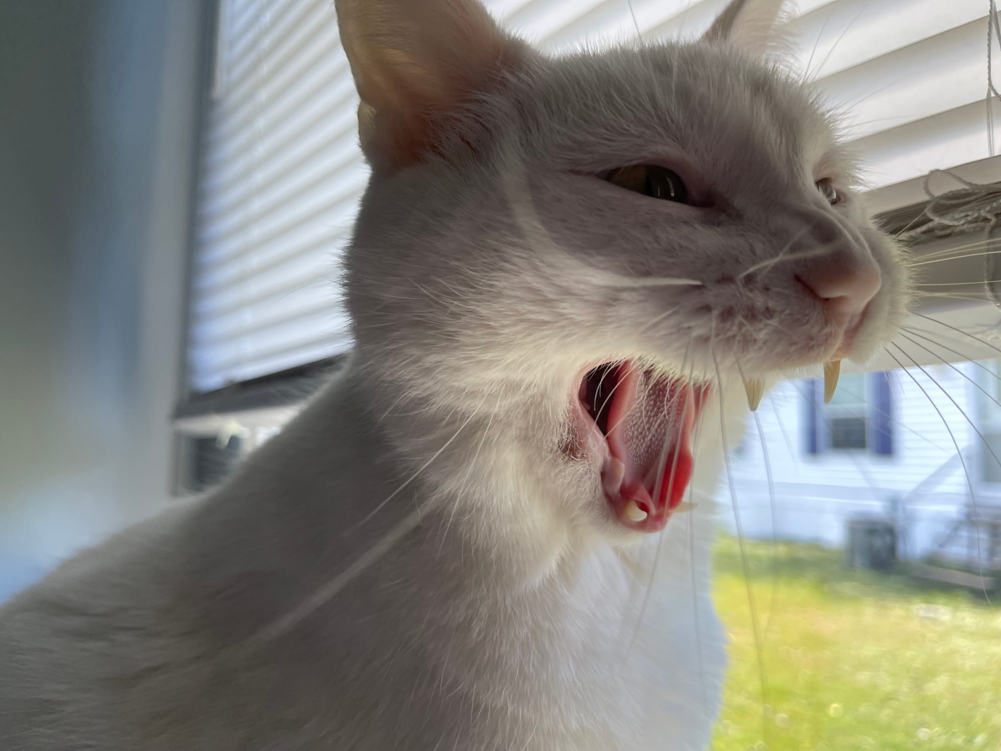 White cat yawns while sitting by a window