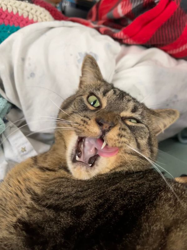 Brown tabby cat with its mouth open and its tongue licking one side of its face.
