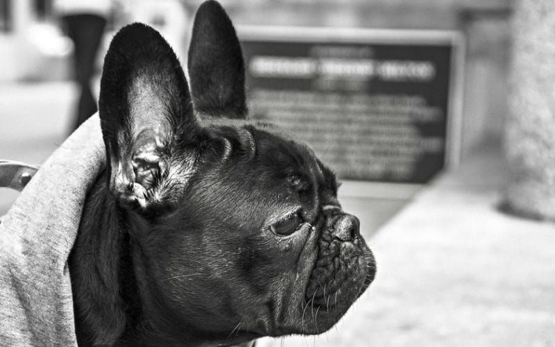 Sonic Warfare and Animal Control: Empathy and the Human-Animal Relationship in Sound Art w/ Mandy-Suzanne Wong, Robbie Judkins, and Colleen Plumb