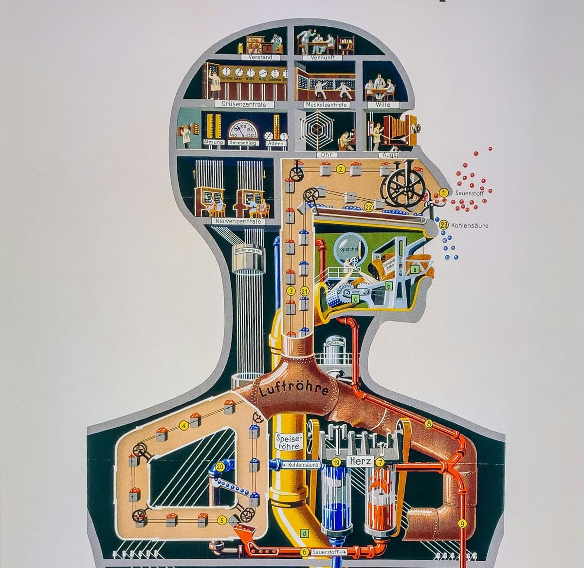 A German drawing of a human silhouette depicted as a number of industrial processes. 