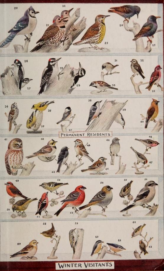 Field Notes from the Northern Forest