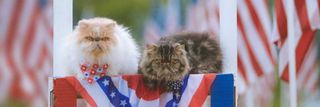 Election Reform