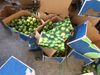 Lime Shipment Hides $3M Worth of Cocaine