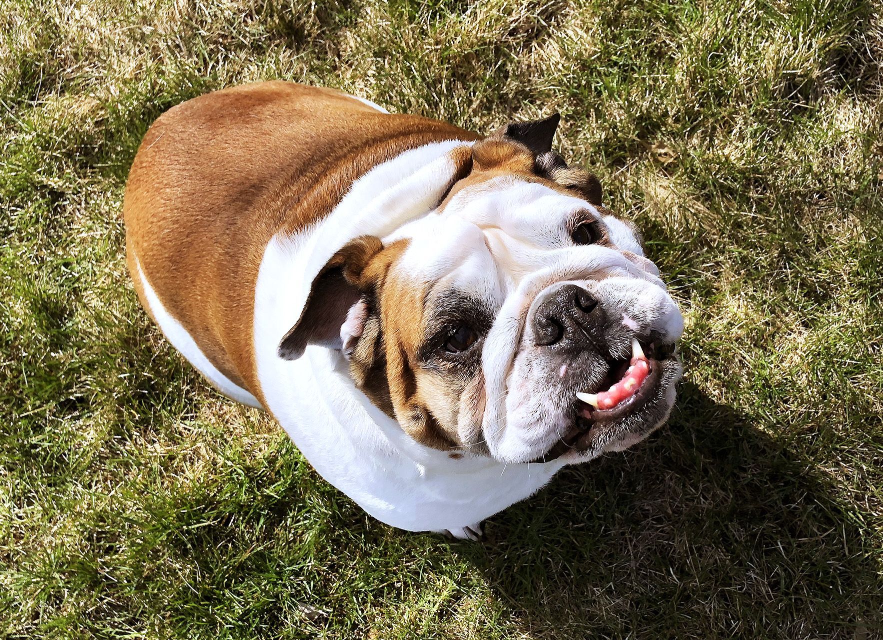 Blissful Bully - Annabelle Rose